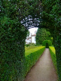 a path between two hedges leading to a house
