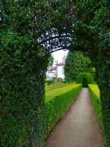 a path between two hedges leading to a house