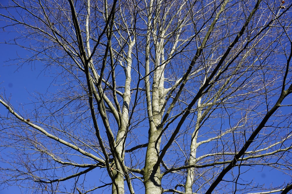 a bare tree with no leaves against a blue sky