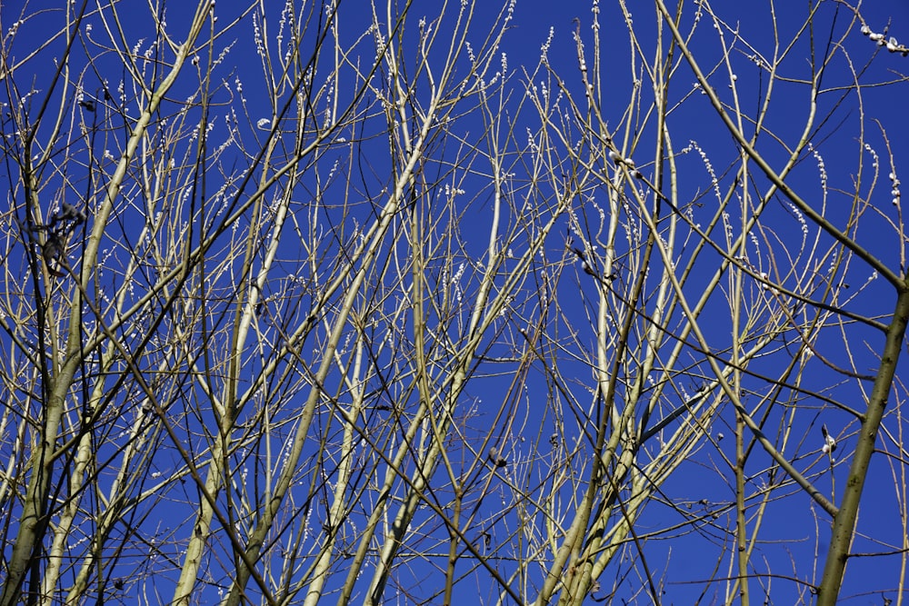 the branches of a tree against a blue sky