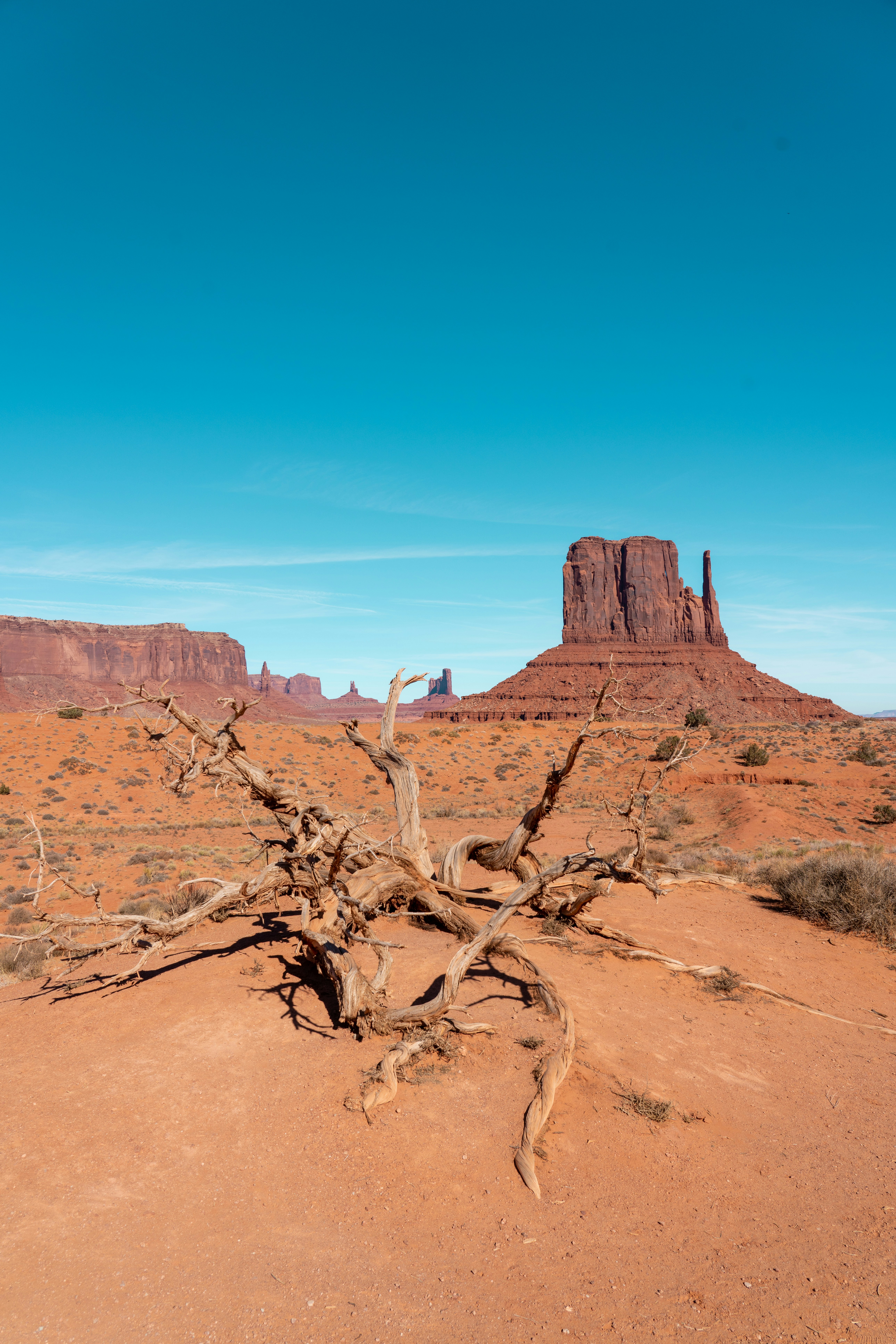 a dead tree in the middle of a desert