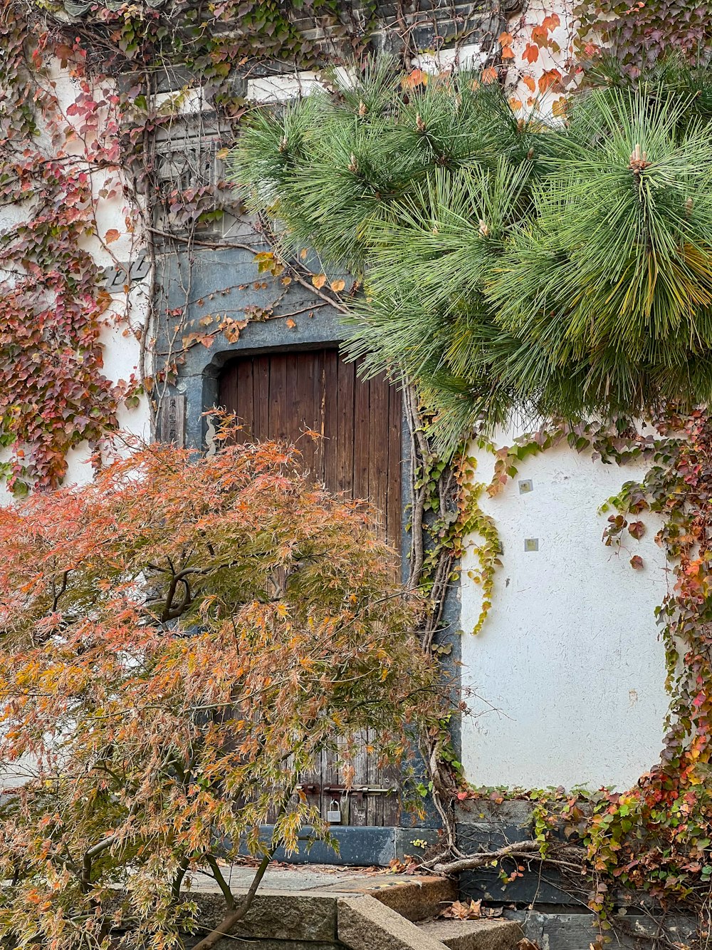 an old building with a door and a tree in front of it