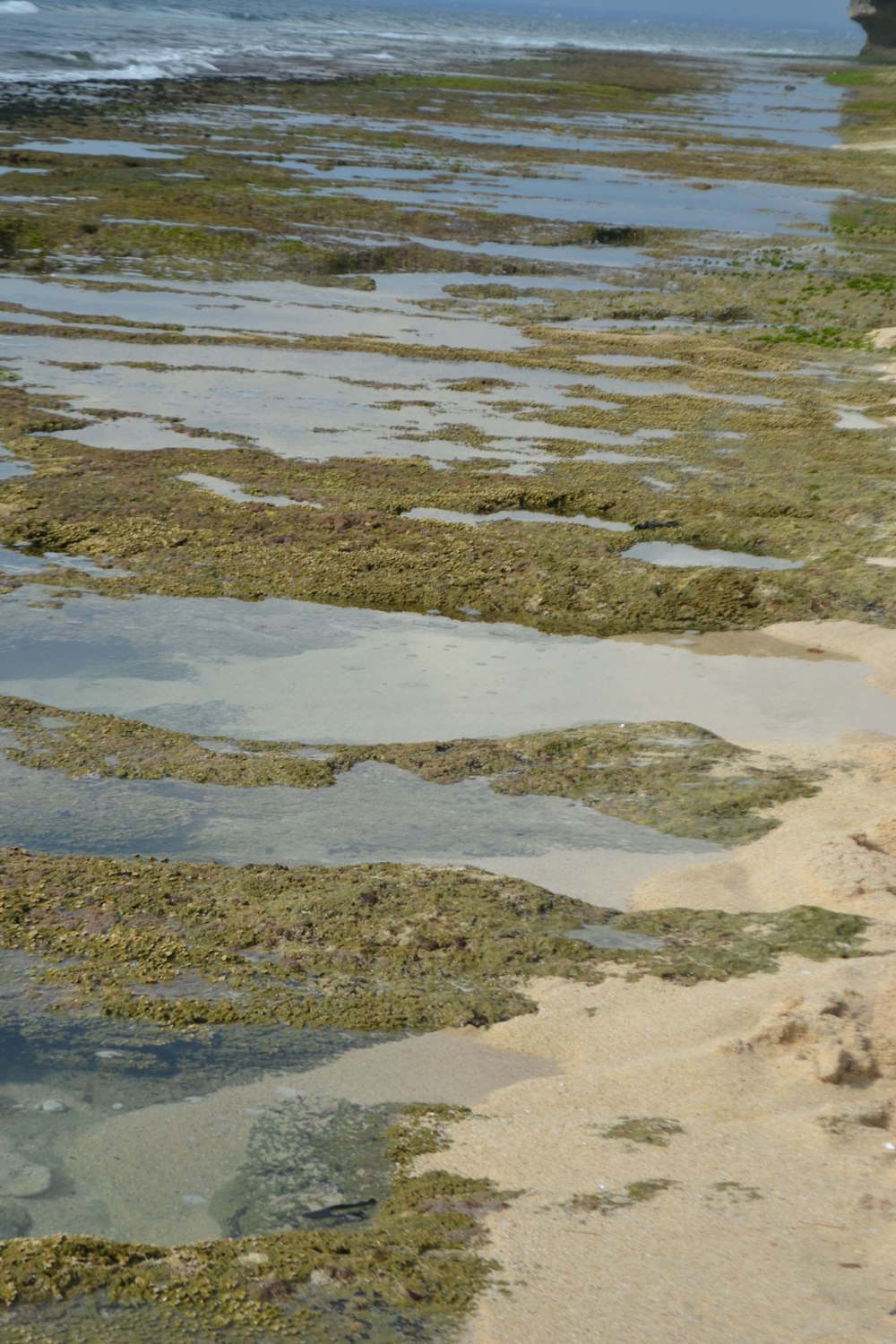 a bird is standing on the sand near the water