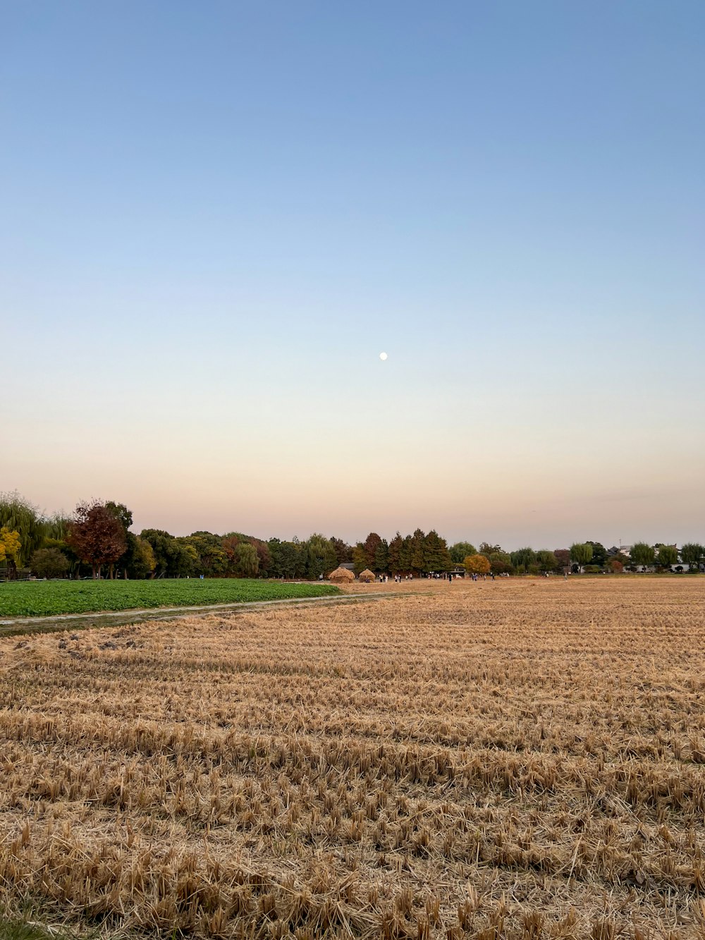 a large field of hay with trees in the background