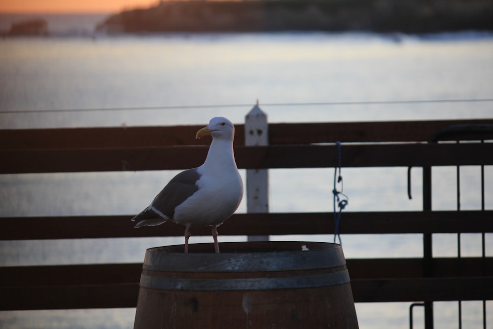 a seagull standing on top of a barrel near the water