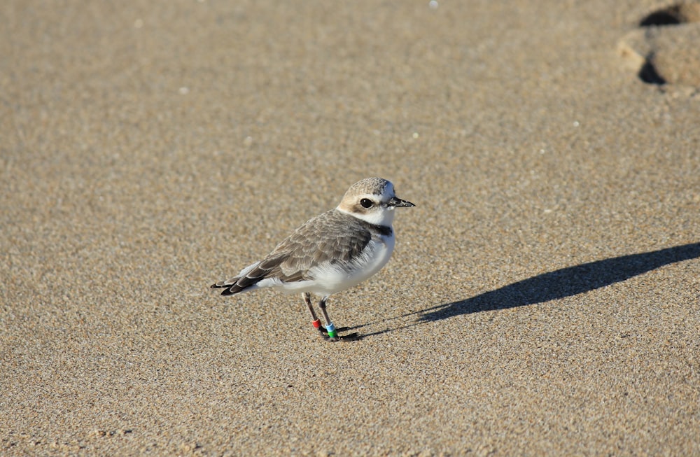 a small bird standing on top of a sandy beach