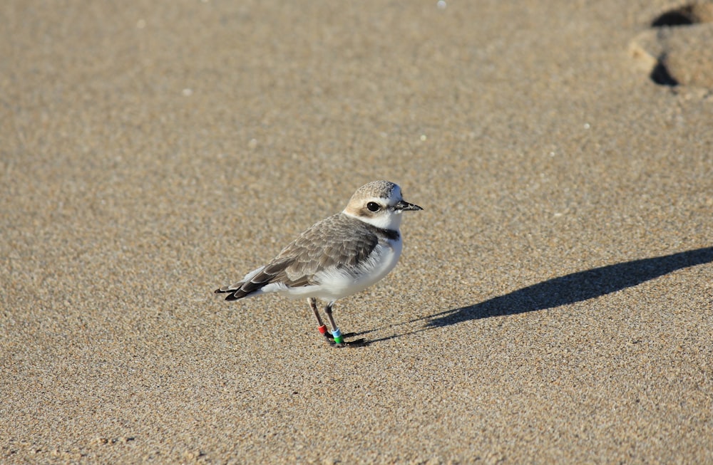 un pequeño pájaro parado en la cima de una playa de arena