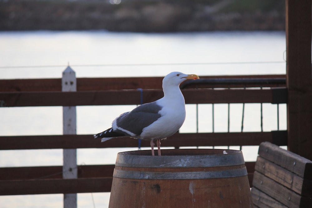 a seagull sitting on top of a wooden barrel