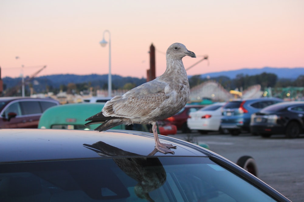 un uccello seduto sul cofano di un'auto