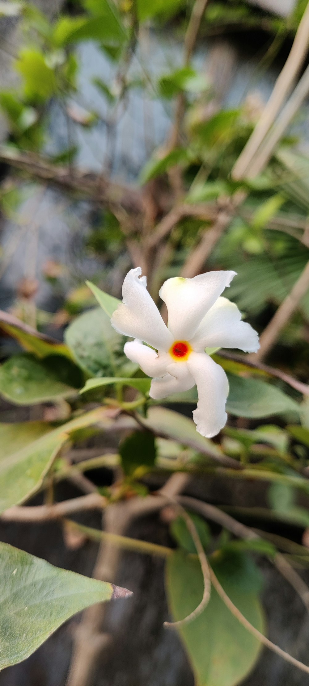 a white flower with a yellow center in a tree