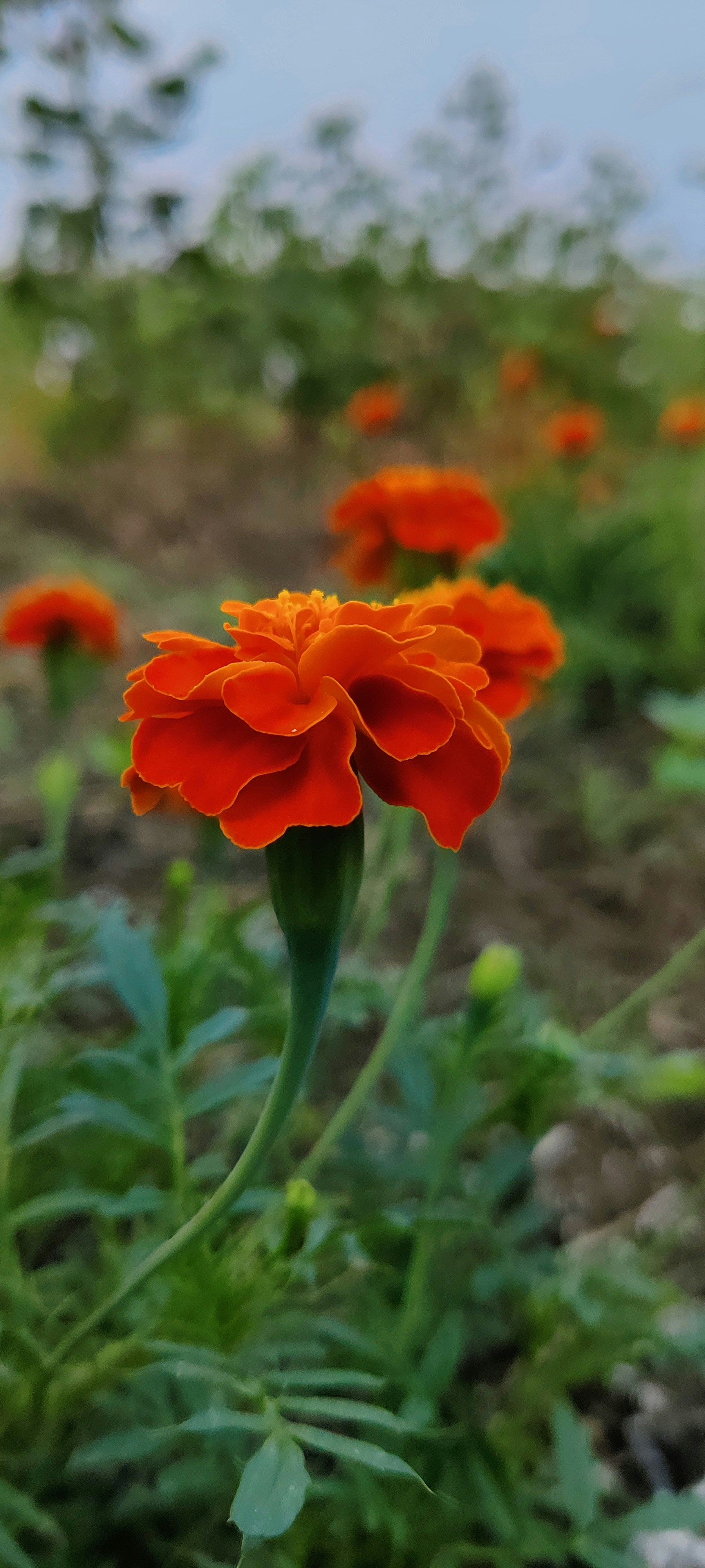 Photo by thebloomintale