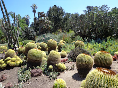 A lush garden landscape filled with various types of cacti and succulents. The foreground features round, barrel-shaped cacti with prominent spines, surrounded by a variety of other desert plants. Taller cacti and tropical trees such as palms are visible in the background, under a clear blue sky.