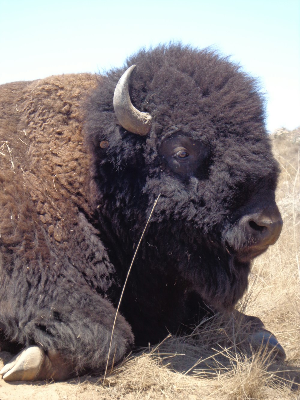 a large bison laying down in a field