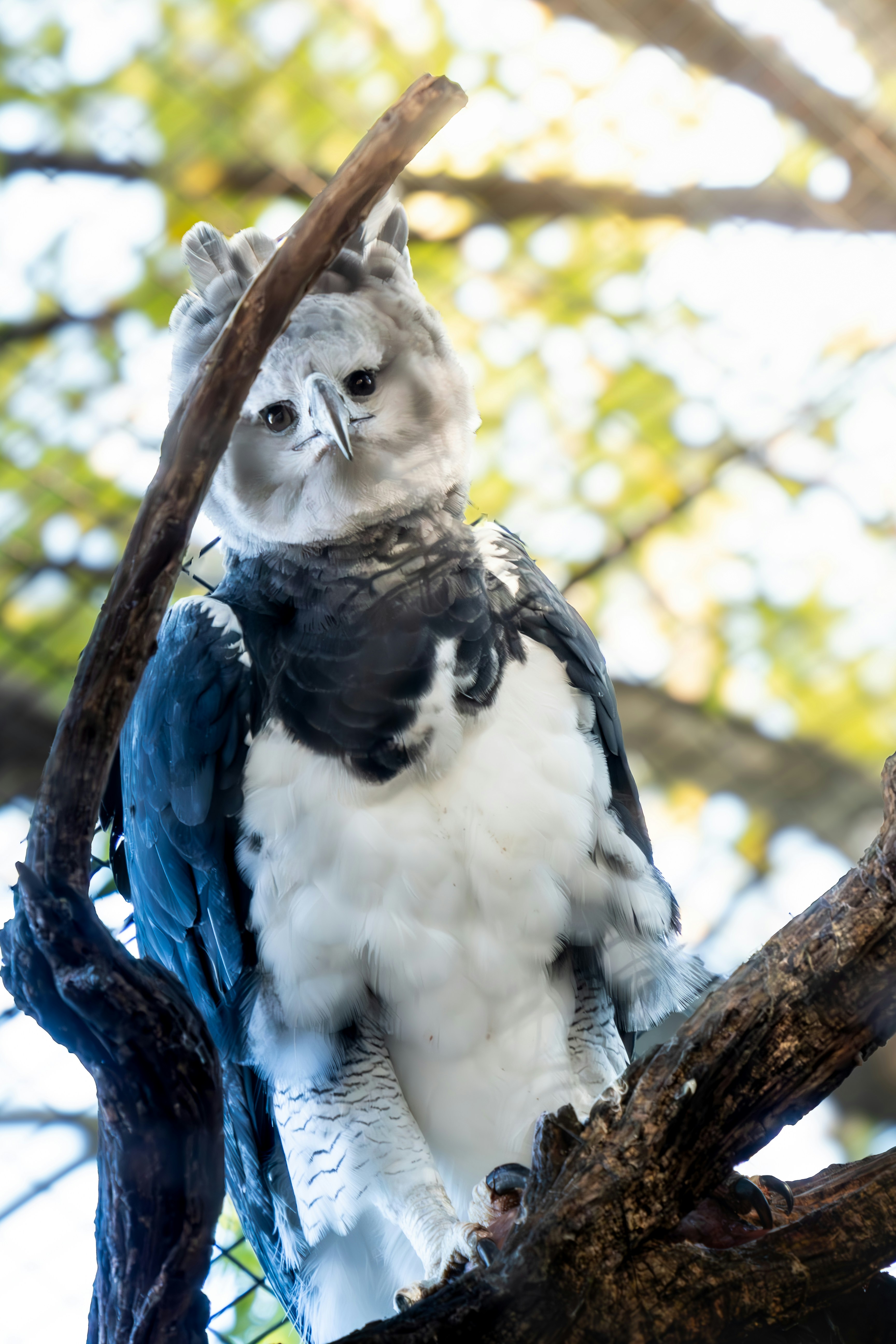 seekor burung duduk di dahan pohon