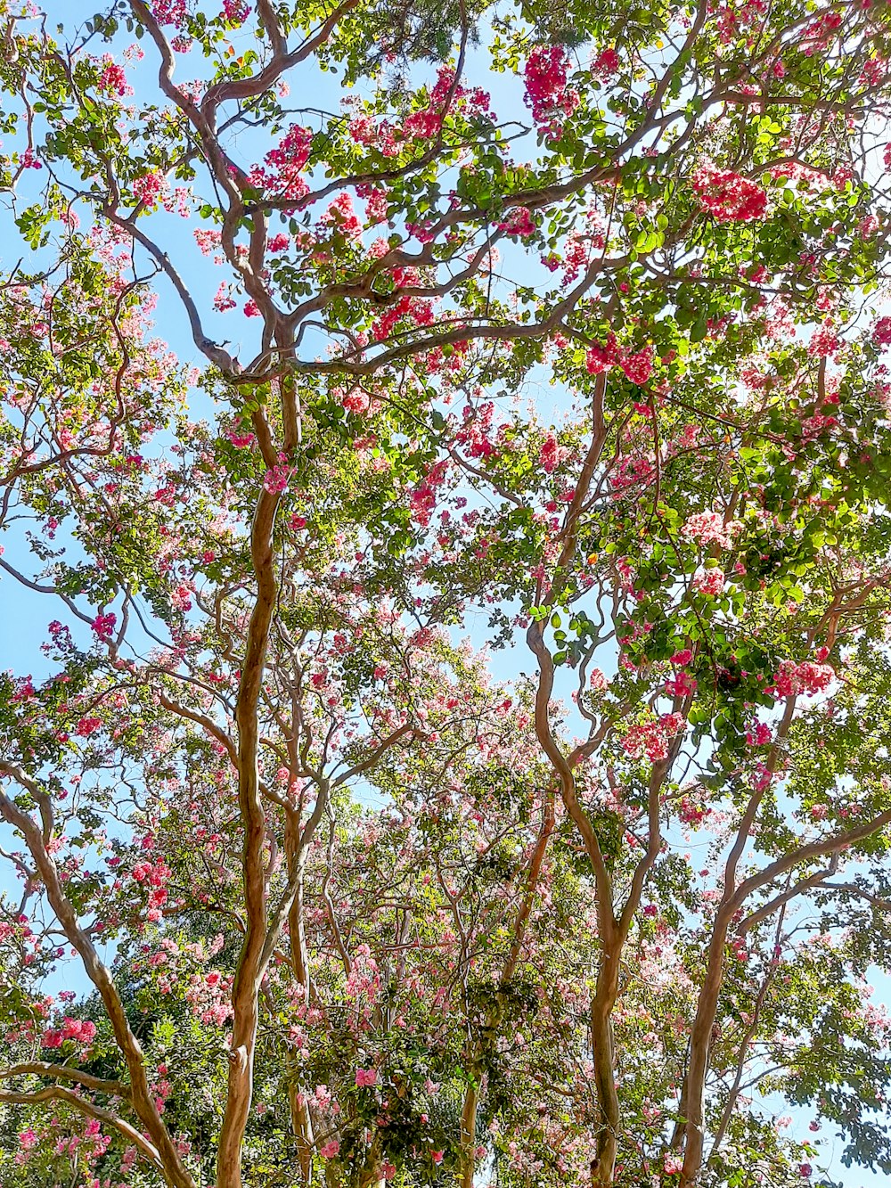 a group of trees with pink flowers on them