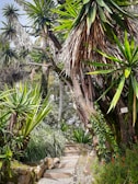 A lush Brazilian garden with vibrant tropical plants and a winding stone path.
