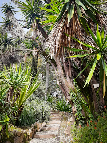 Vibrant tropical gardens with winding paths and native plants inviting quiet reflection.