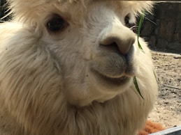 A close-up of a fluffy, white alpaca with large eyes and slightly parted lips, holding a thin piece of green grass. The alpaca's fur is thick and soft, covering its head and surrounding its face. The background includes a subtle glimpse of an outdoor setting, likely in a farm or zoo.