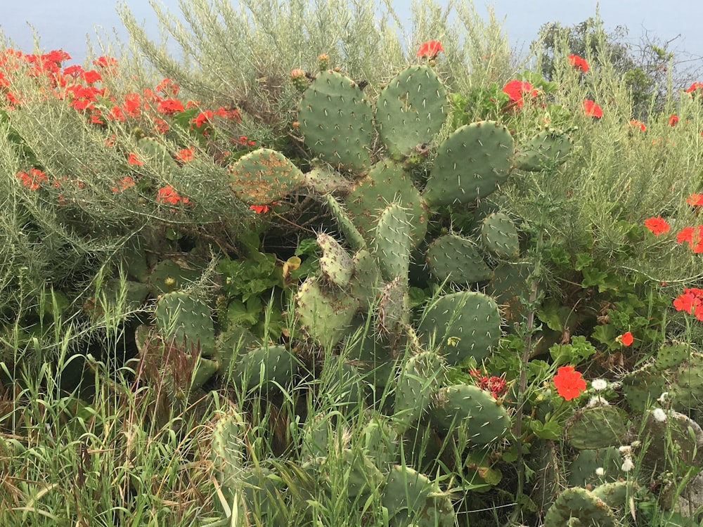 a bunch of plants that are in the grass