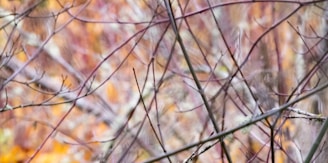 A network of thin, bare branches is intertwined, creating a chaotic pattern. The background features warm autumnal colors, with a soft, blurred effect.