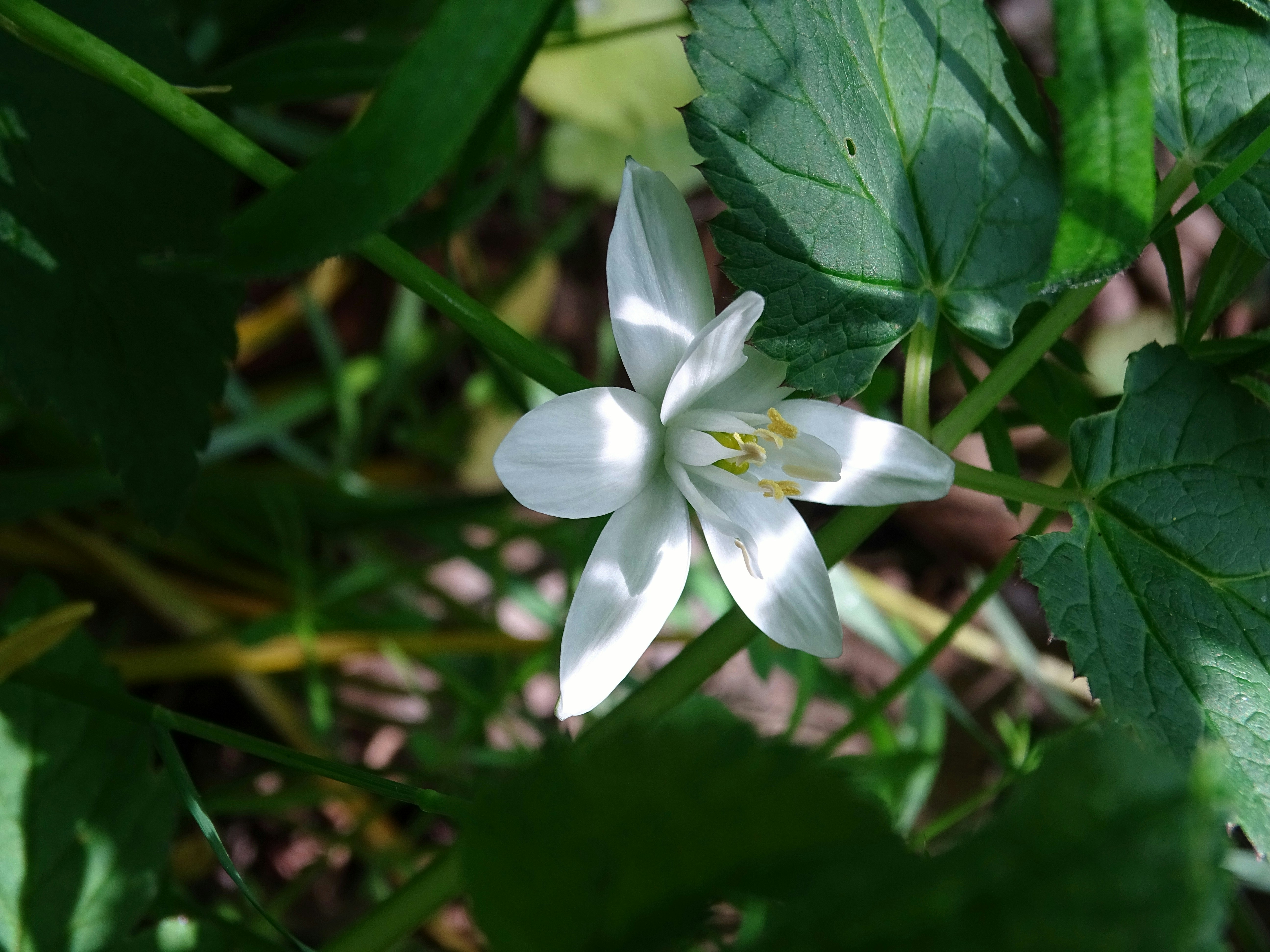 a white flower with green leaves in the background