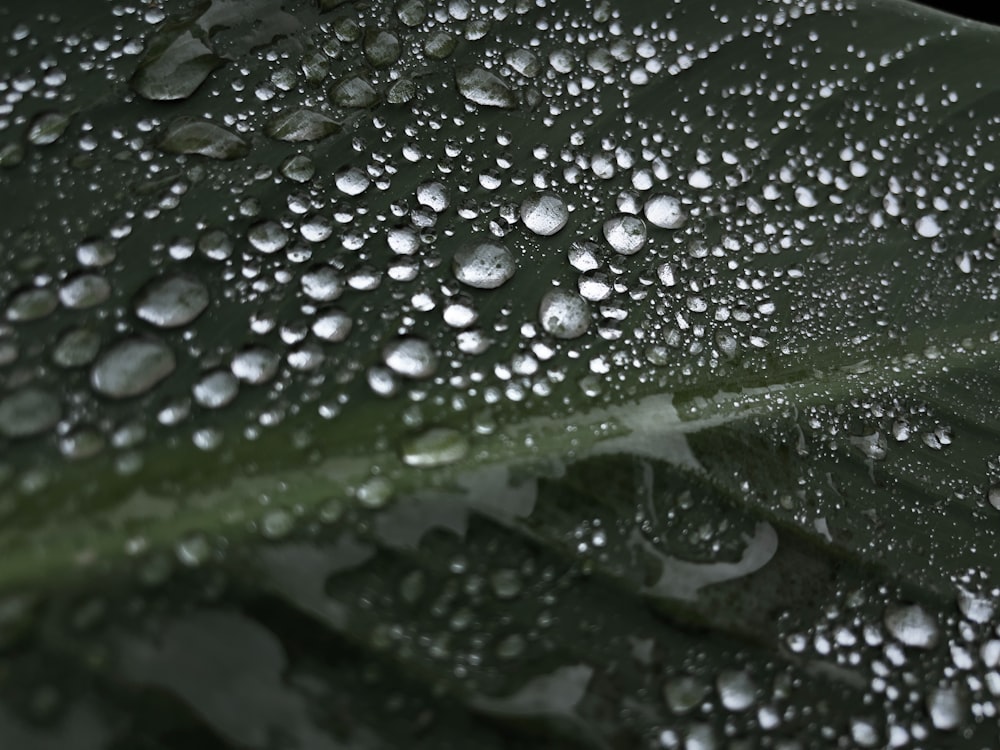 a green leaf with water droplets on it