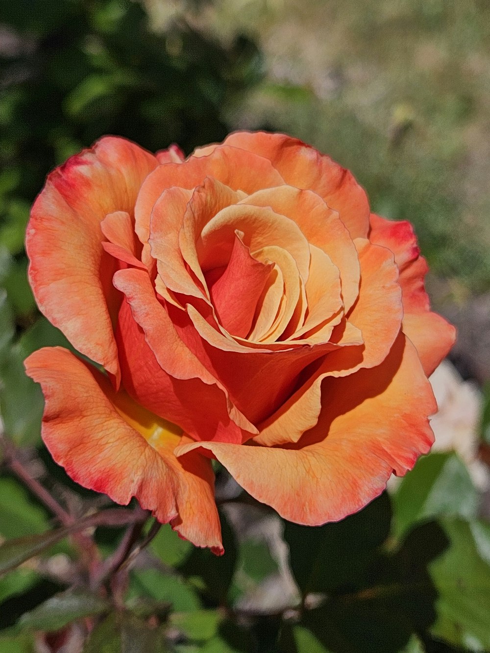 a close up of a flower with a blurry background