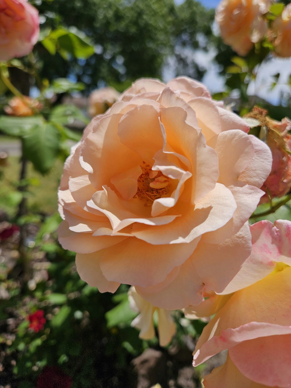 a close up of a pink rose in a garden