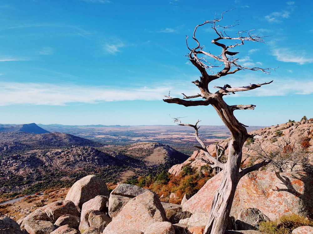 a dead tree on top of a mountain