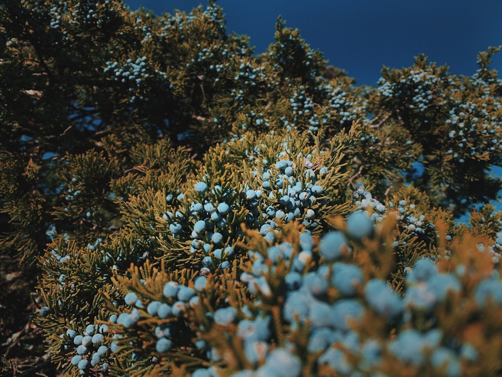 un racimo de bayas azules que crecen en un árbol