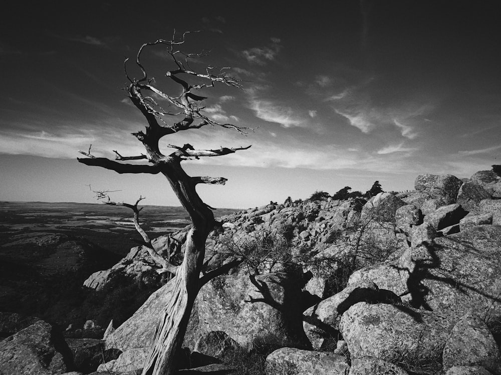 Una foto en blanco y negro de un árbol en la cima de una montaña