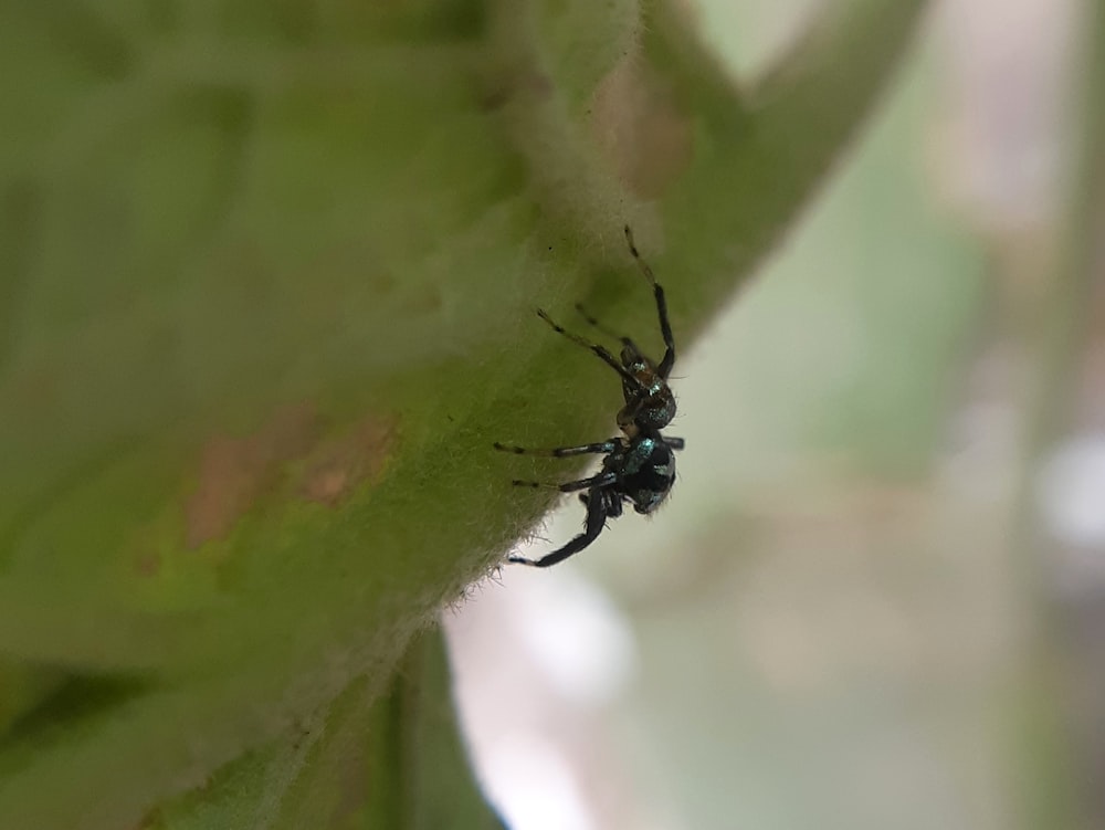 a close up of a spider on a leaf