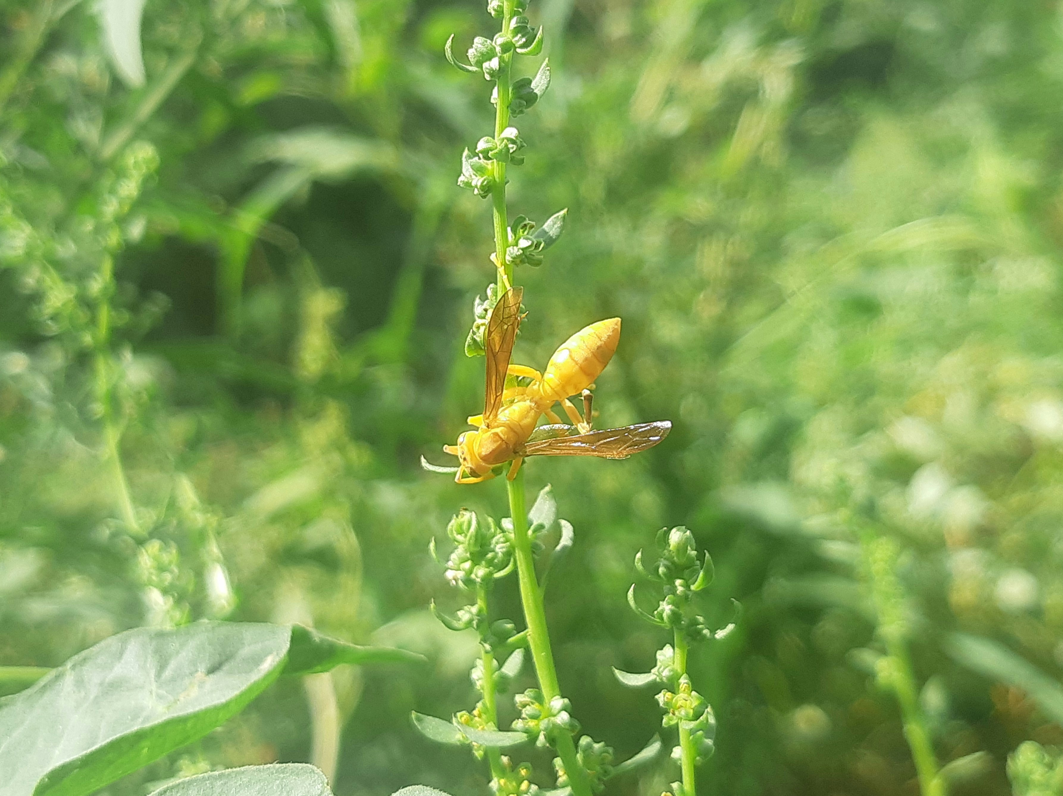 How Do I Protect My Garden From Pests?