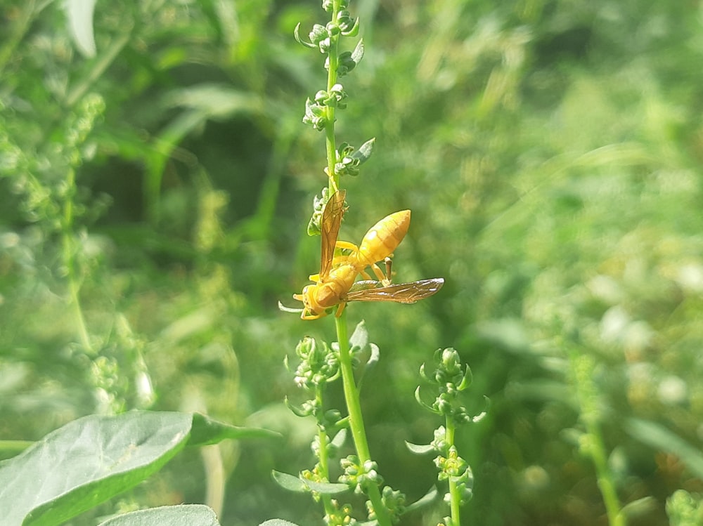 a couple of yellow bugs sitting on top of a green plant