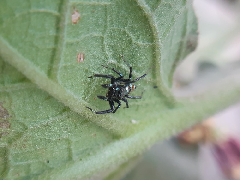 Nahaufnahme einer Spinne auf einem Blatt