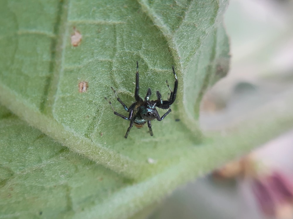 a close up of a spider on a leaf