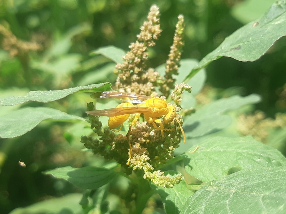 a close up of a yellow insect on a plant