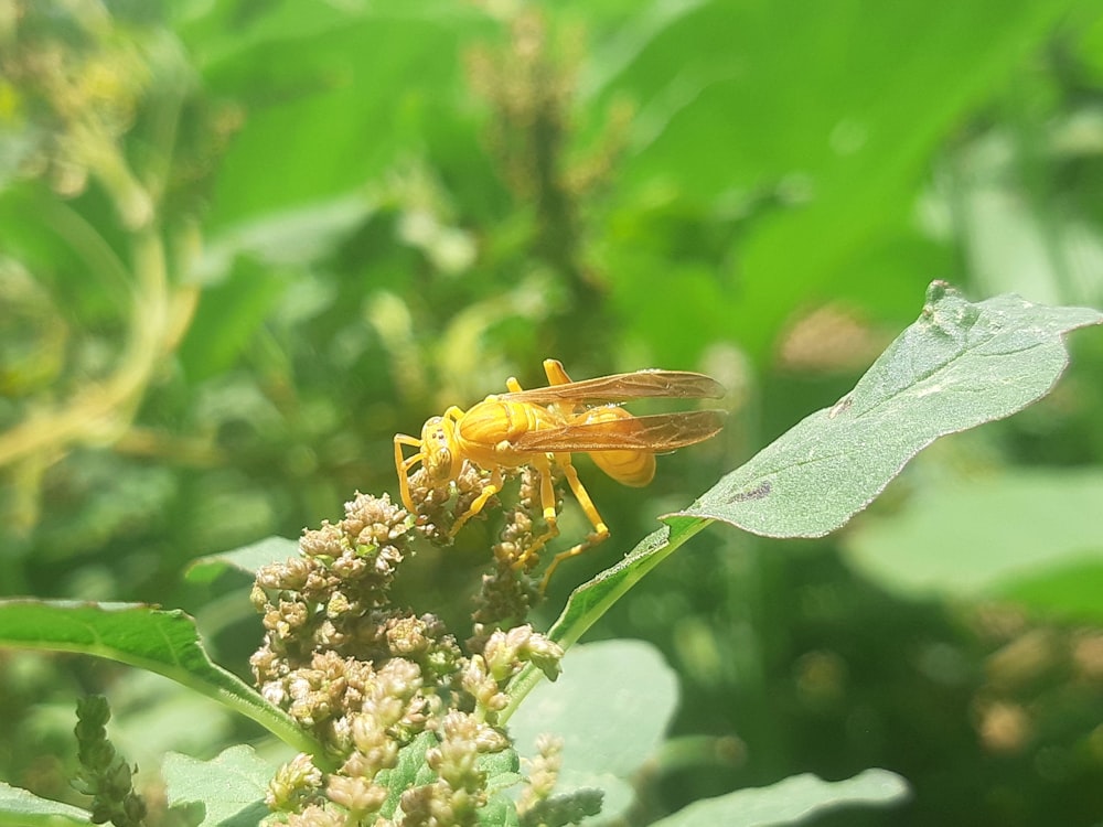 a close up of a bug on a plant