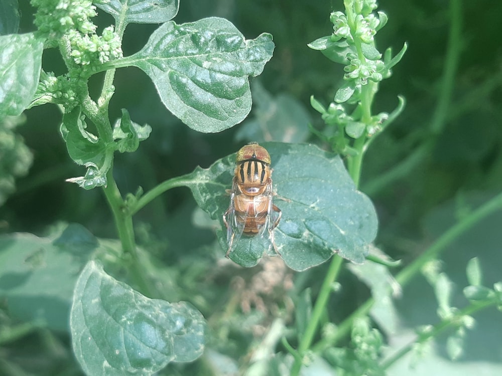 Nahaufnahme eines Käfers auf einer Pflanze