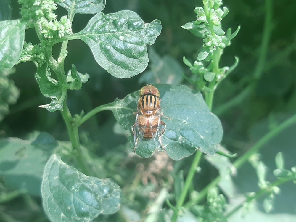 un gros plan d’un insecte sur une plante