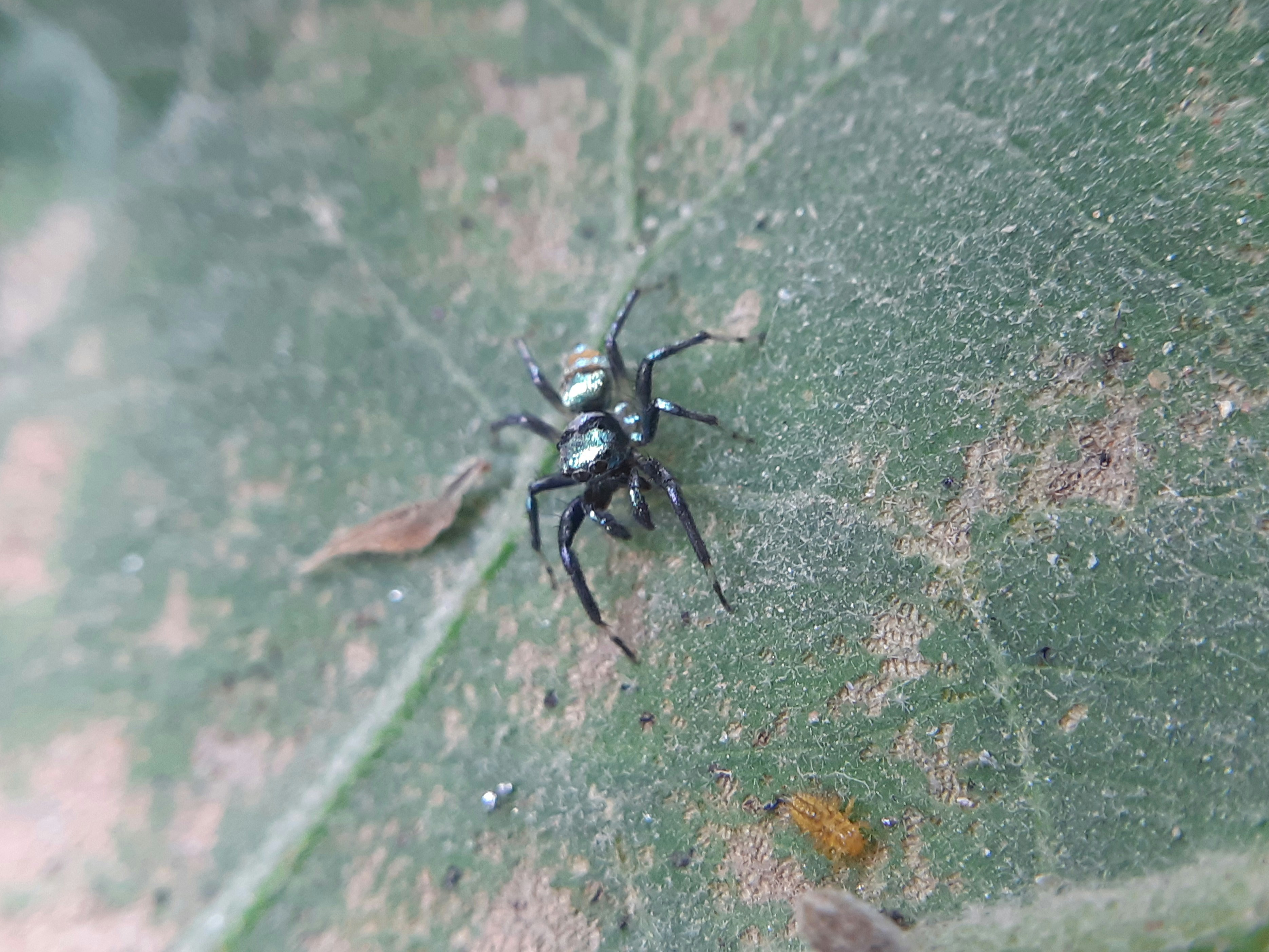 Controle de Pragas Eficiente