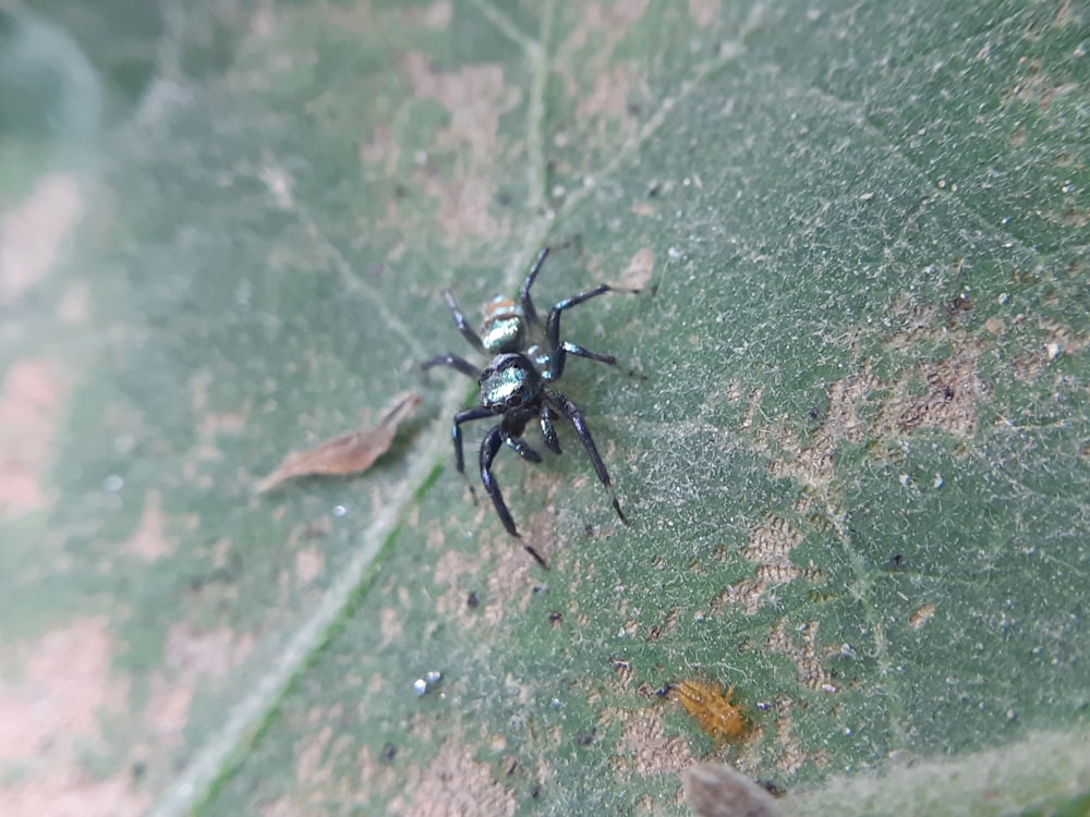 a close up of a spider on a leaf