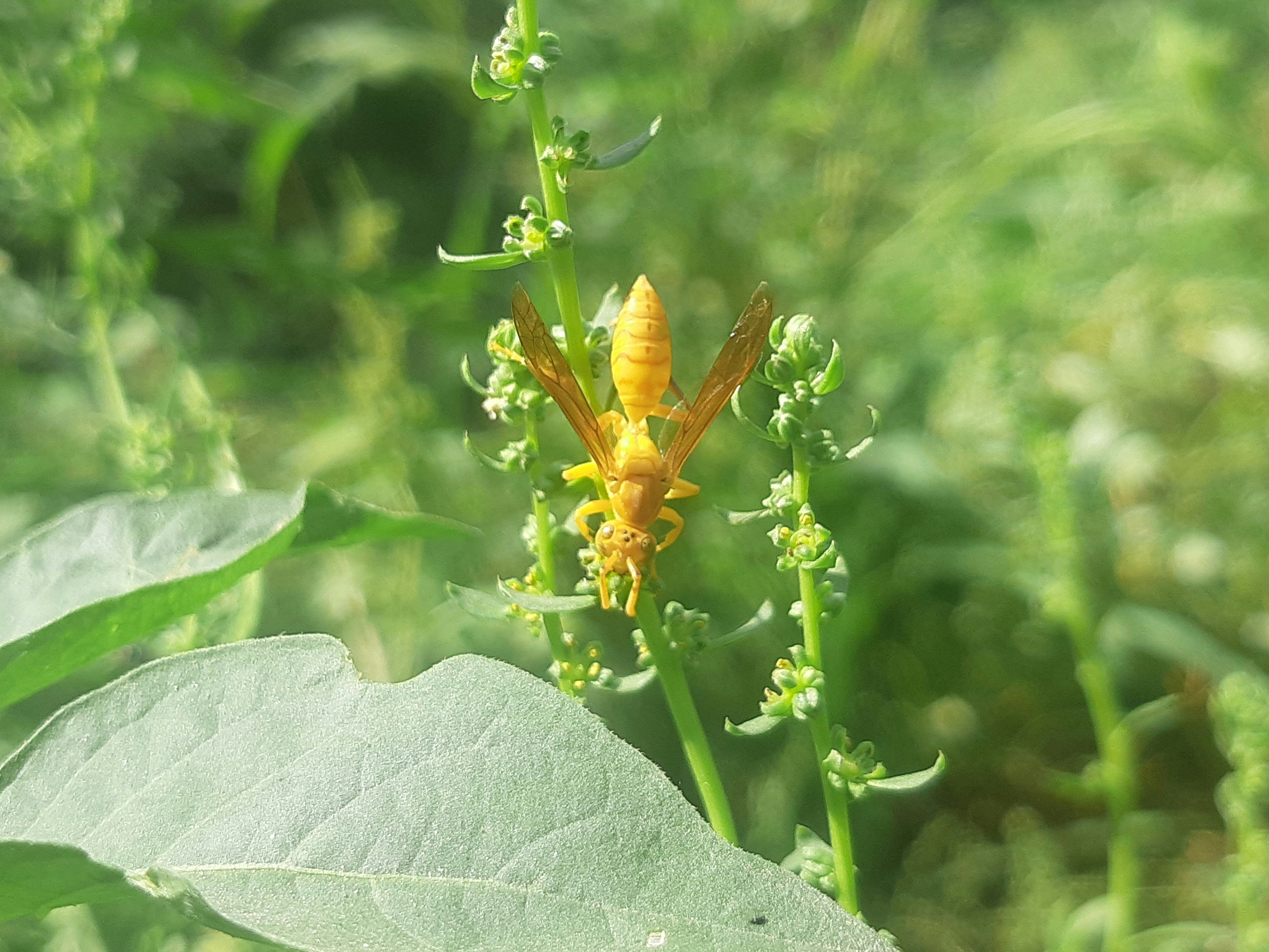 a close up of a yellow flower on a plant