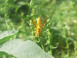 A bright yellow insect with delicate wings is perched atop a green plant, surrounded by lush foliage. The focus is sharp on the insect, showcasing its intricate body structure.