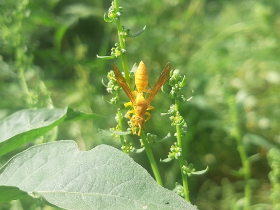 A bright yellow insect with delicate wings is perched atop a green plant, surrounded by lush foliage. The focus is sharp on the insect, showcasing its intricate body structure.