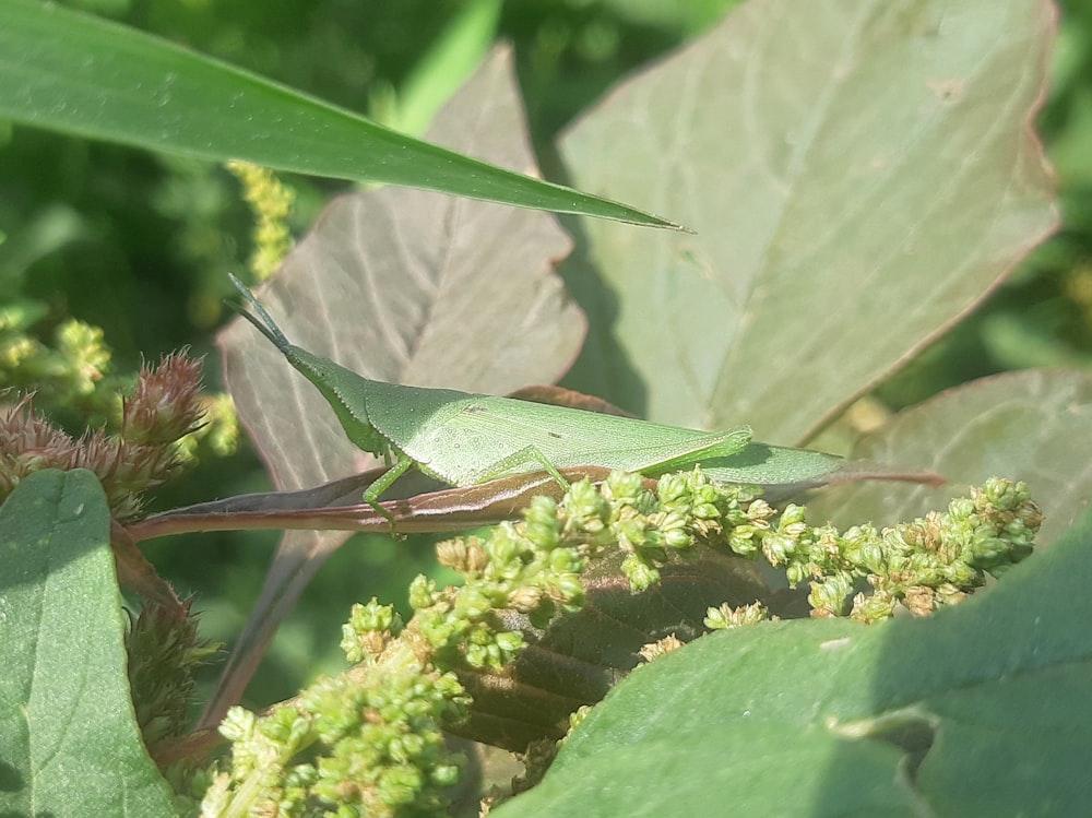 um inseto verde sentado em cima de uma folha