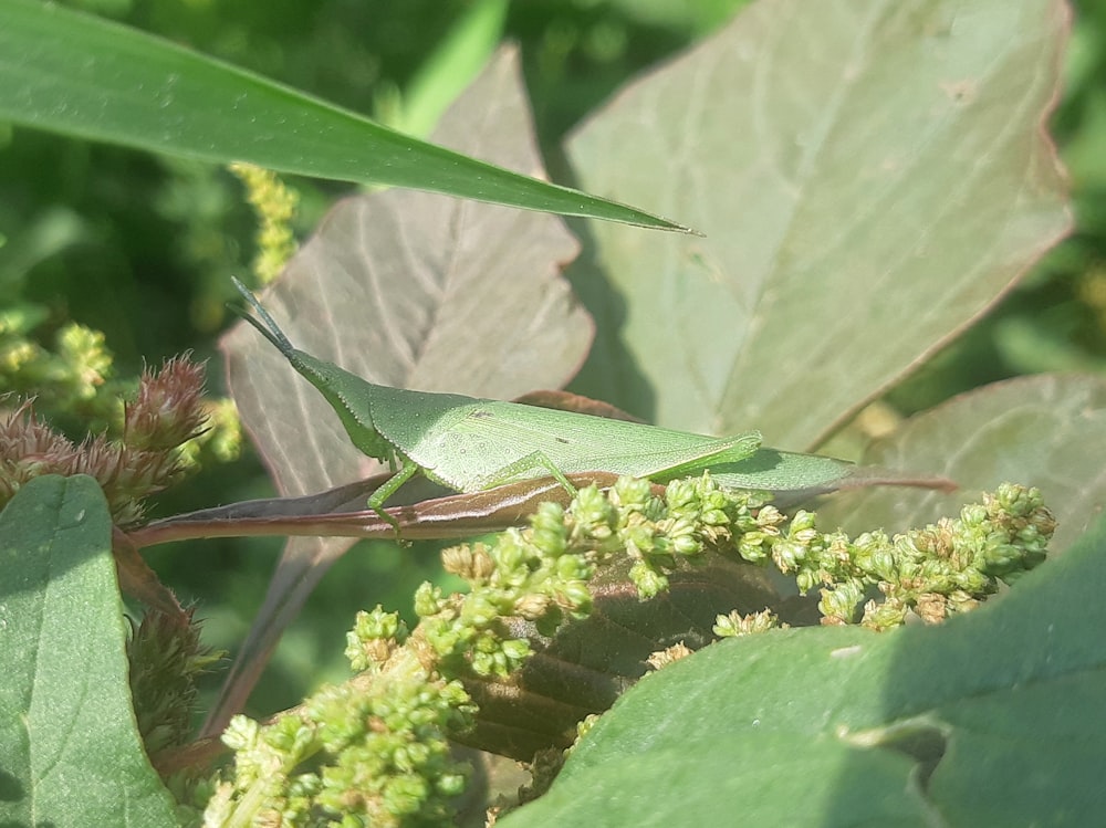 un insetto verde seduto in cima a una foglia