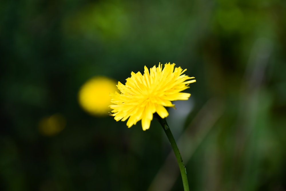 a close up of a yellow flower with blurry background