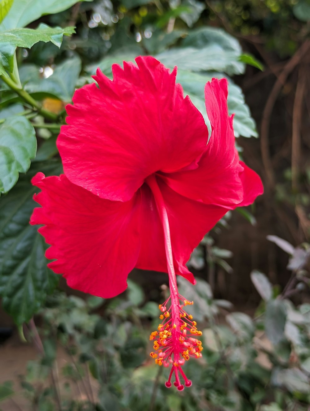 a large red flower with green leaves in the background