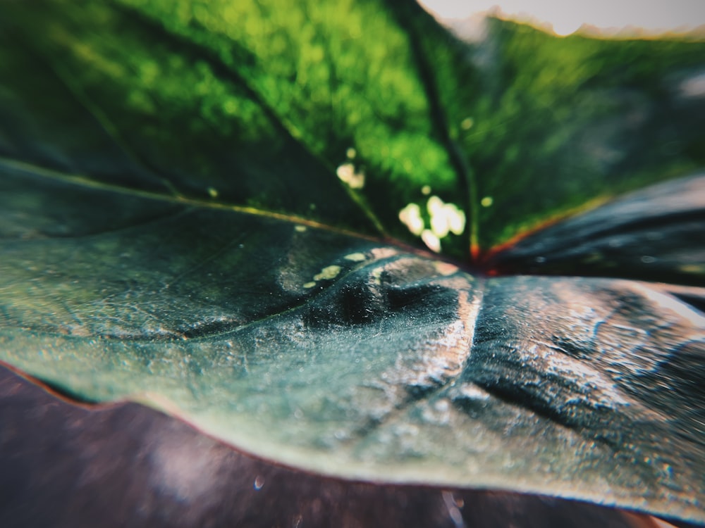 a close up of a leaf with water droplets on it